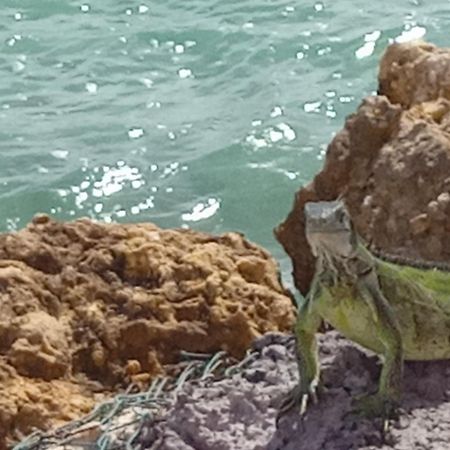 Apartmán Les Pieds Dans L'Eau Chez Syl Le Moule Exteriér fotografie