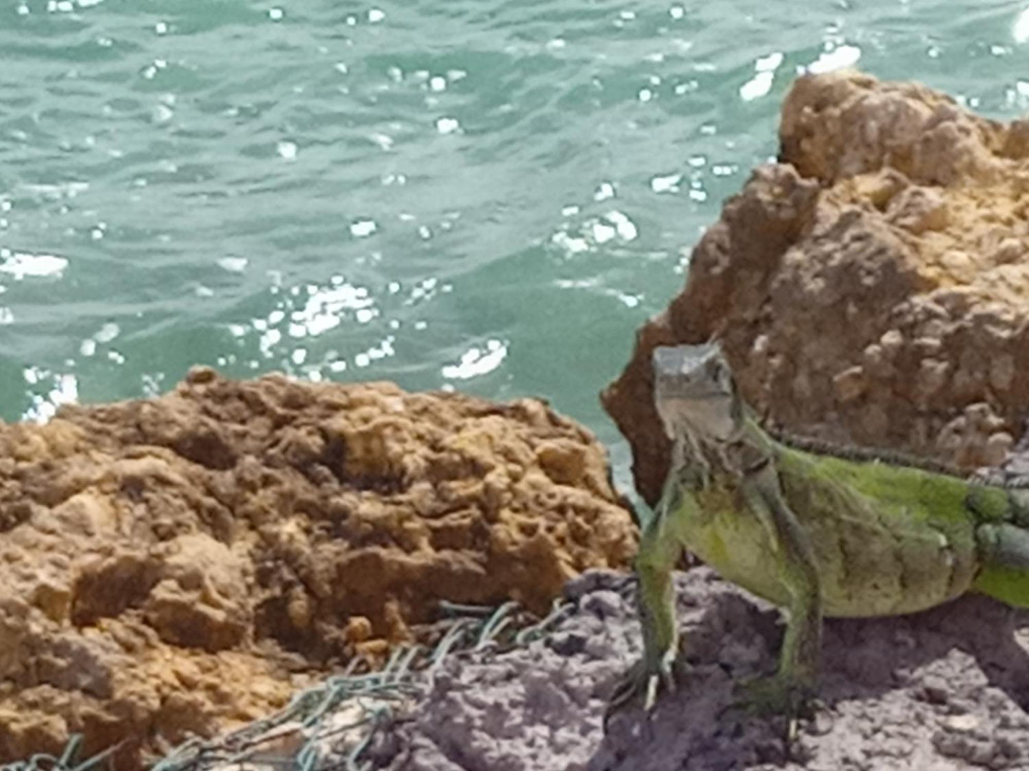 Apartmán Les Pieds Dans L'Eau Chez Syl Le Moule Exteriér fotografie